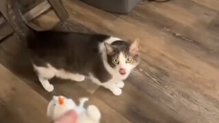 Cats and Magic