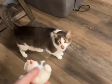Cats and Magic