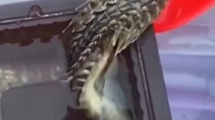 Cái này là cái gì vậy?