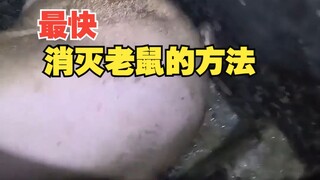 Ini adalah cara tercepat untuk membunuh tikus!