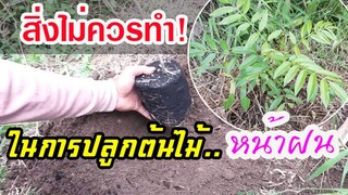 5 สิ่งที่ไม่ควรทำ! ในการปลูกต้นไม้หน้าฝน