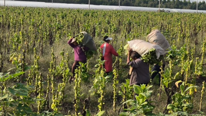 National Day belongs to the countryside, but the holiday doesn’t.