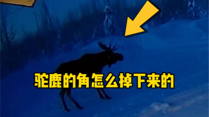 How the world's largest deer, the moose, sheds its antlers!