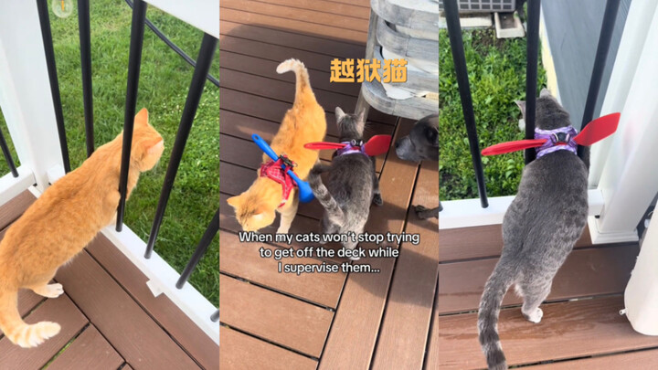 Cepat lepaskan aku😾