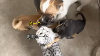 舔狗就是这么来的吧