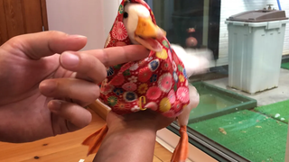 赤頭巾ちゃんコールダック。