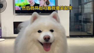 小狗狗也太容易满足了吧，只要叫一声它就可以开心一上午