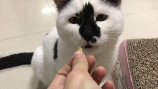 When a cat is bitten while feeding it, it pretends to cry. The cat thinks for a long time that it sh