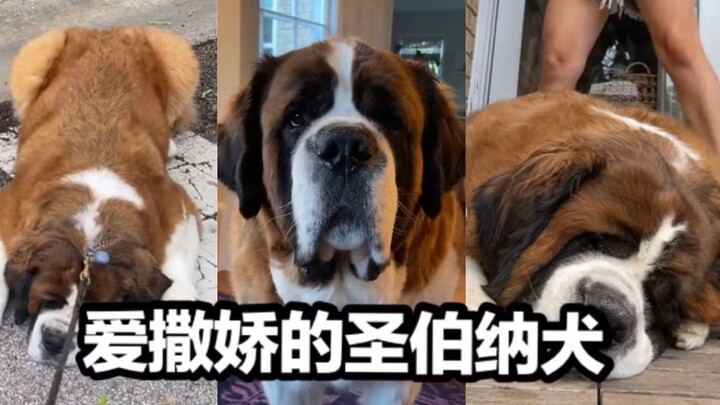 A huge, silent Saint Bernard who loves to act cute