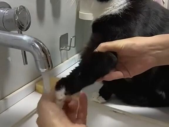 Vậy thì hai cái mèo tay này đã làm gì nhỉ?