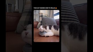 THIS CAT KNOWS HOW TO RELAX 🔥 #shorts  #funny  #viralvideo