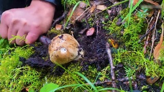 Âm thanh khi nhổ cây matsutake tươi lên rất thư giãn. Lausanne sẽ đưa bạn đến với trải nghiệm hái nấ