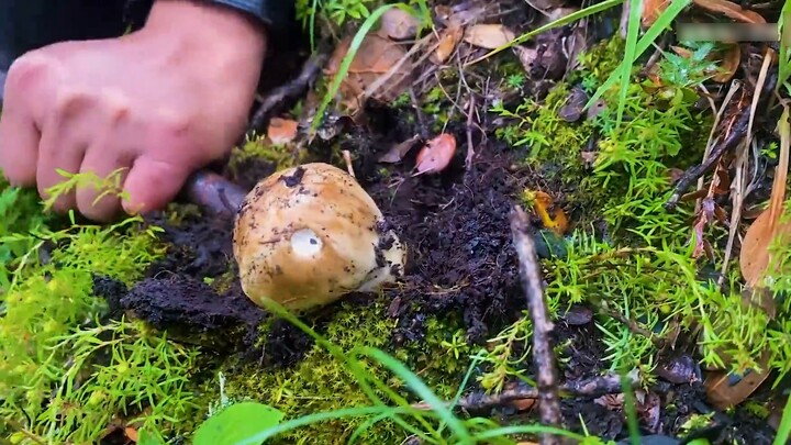 The sound of fresh matsutake being pulled out is very relaxing. Lausanne takes you on an immersive m