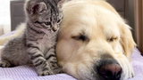 【Pet】A Golden Dog Make Friends With A Kitten