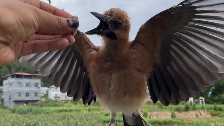I stumbled upon a jay in the wild, and after giving it some food, it followed me home.