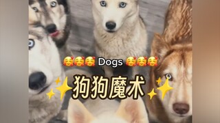 น้องหมาจะแสดงมายากลให้ทุกคนดู✨