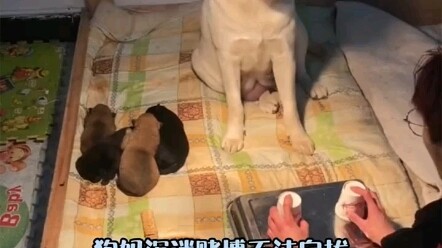The dog mom is hopelessly addicted to gambling.