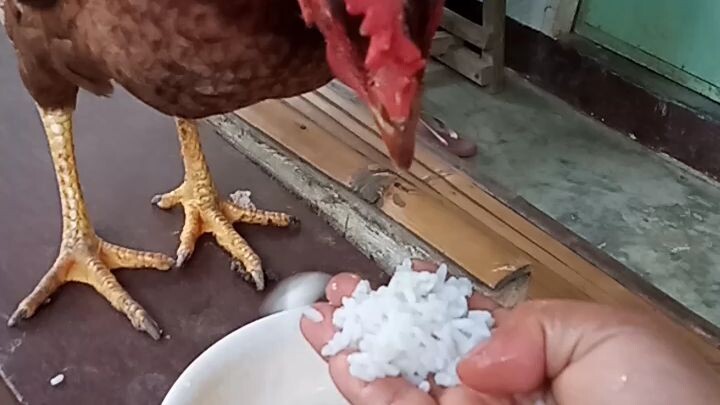 kain ka lg ng kain pra my kainin din aku