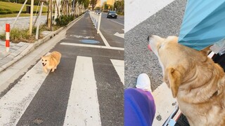 狗子认错主人，上了电动车就不下来，狗：不管带我回家就行