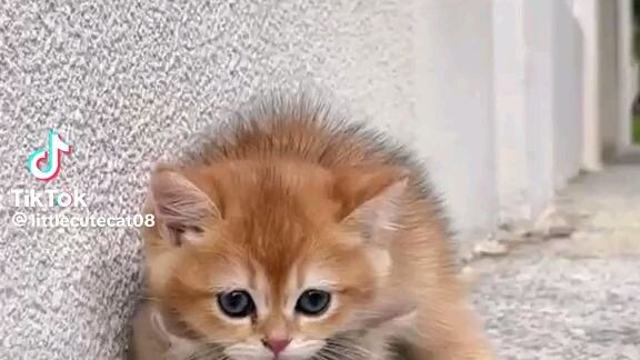 cute cat