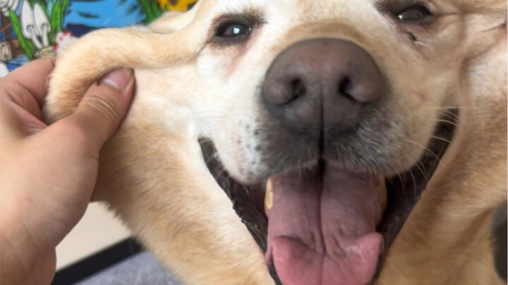 Labrador pasti pilihan utama hewan peliharaan