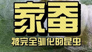 Mengapa kepompong ulat sutra harus direbus sebelum dipintal?