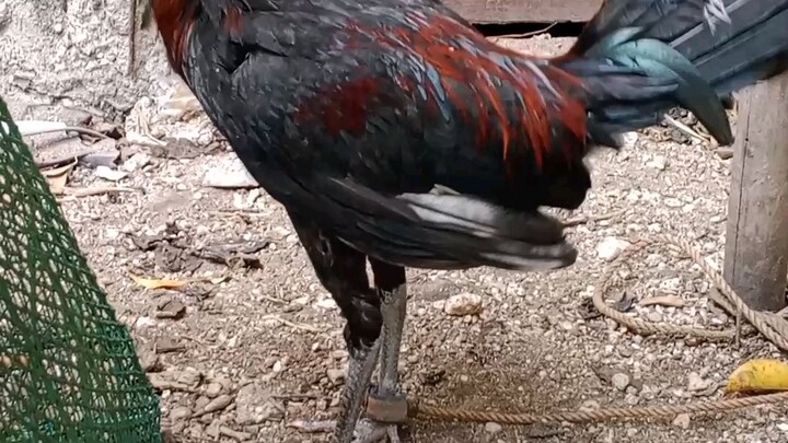 mga bisayang manok