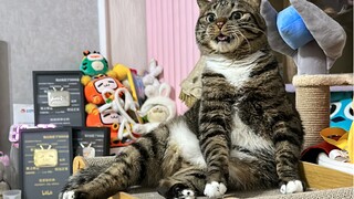 Mengapa anak kucing tidak menutup ritsleting celananya di tengah musim dingin?
