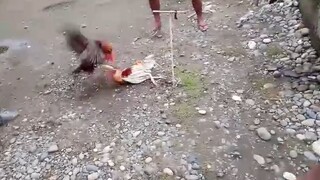 BORN TO KILL