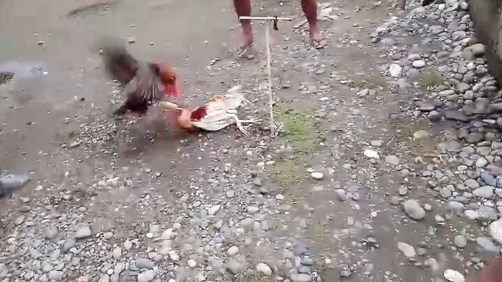 BORN TO KILL