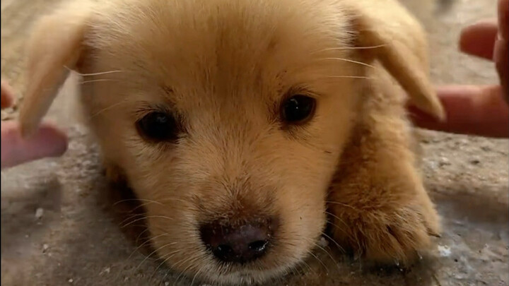 Soal anak anjing yang aku beli seharga 20 yuan, terus di rumah terus menjilatiku!