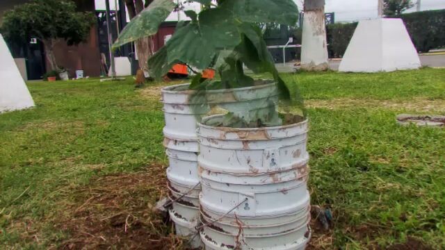 kiris paulownia en la unión ganadera de Chihuahua