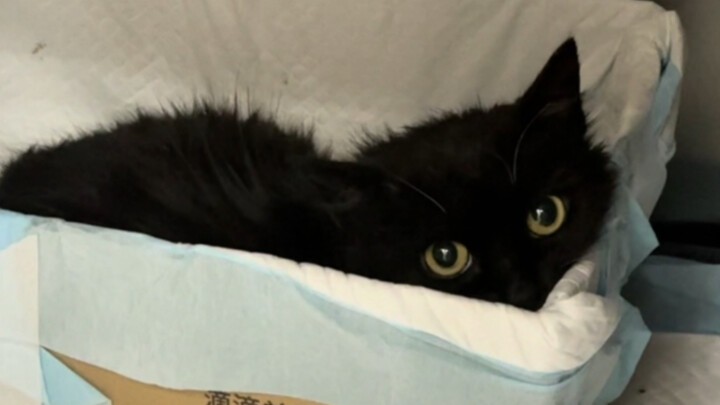 Một chú mèo bị sa trực tràng, một đoạn video khiến người xem đau đít