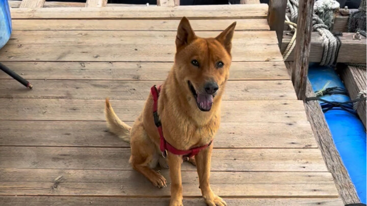 أكلتُ سماعاتي اللاسلكية!