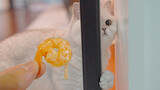[Binatang]Anak kucing masuk sewaktu memasak udang