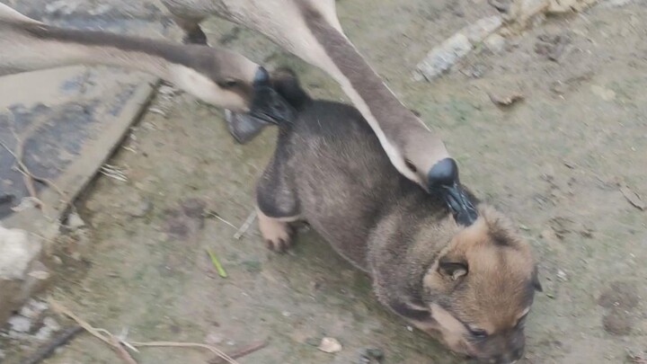 Angsa: Malam ini makan daging anjing