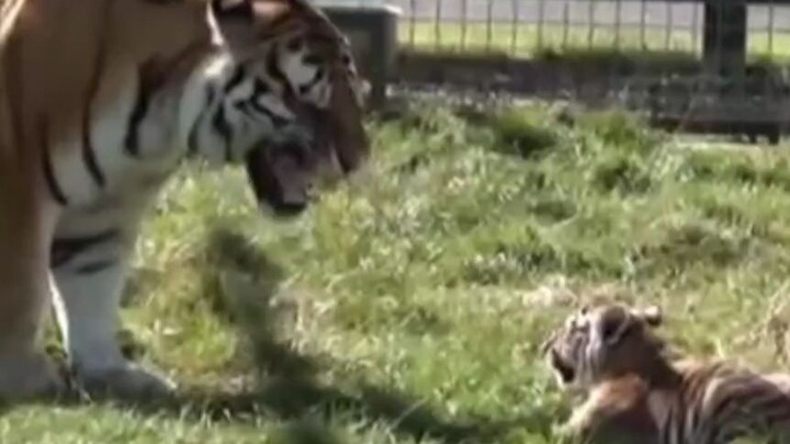 “A male tiger, with his cub in tow, slapped the cub.” The little tiger cried in distress and went to