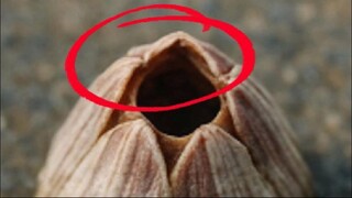 “Barnacles: Nature’s Most SHOCKING Animal?!”