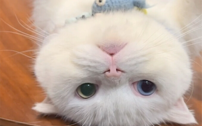 Setelah kucing saya dikebiri, ia benar‑benar berubah seluruhnya