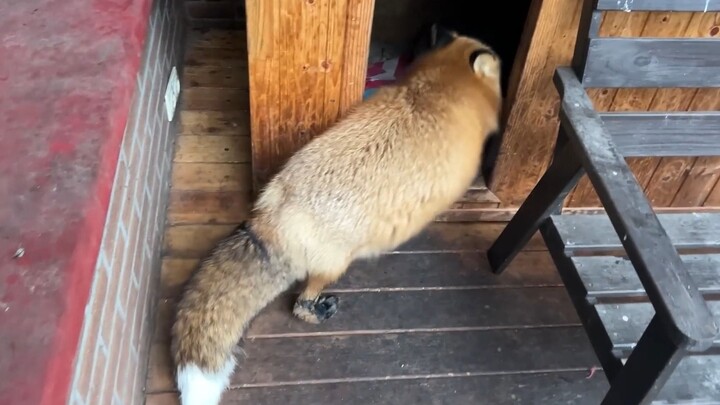 Fox: This doghouse is awesome—I’m takin’ it!