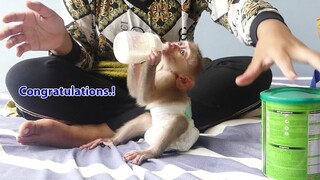 Congratulations! So cute baby monkey Maki able to holding bottle milk drink himself now 👏