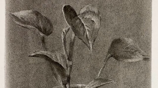 【静物素描】盆栽画法