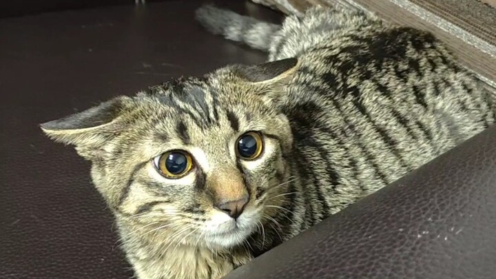 I’ve found the magic trick to make cats flatten their ears.