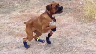 สุนัขตลกในรองเท้าบู๊ทสำหรับการรวบรวมครั้งแรก