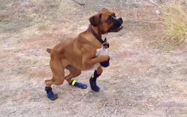 สุนัขตลกในรองเท้าบู๊ทสำหรับการรวบรวมครั้งแรก