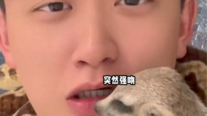 Kissed passionately by an unboundary-setting meerkat…