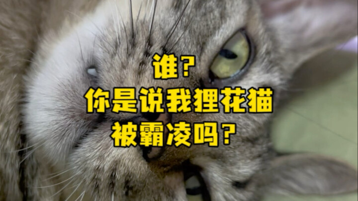 Siapa? Kamu bilang kucing macan tutulku diganggu?