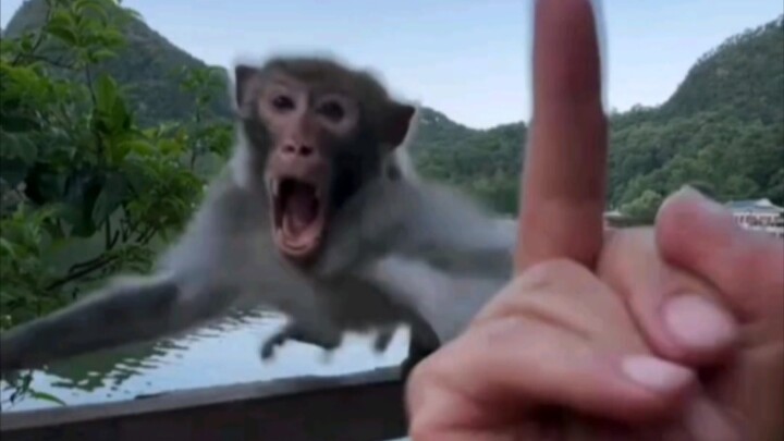 Teasing the Dominant Male Monkey