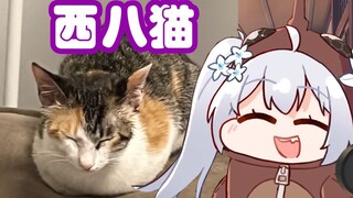 [Ninai] Mi Chong ingin mengadopsi seekor kucing dan ketika dia pergi ke rumah sakit untuk mendaftar,