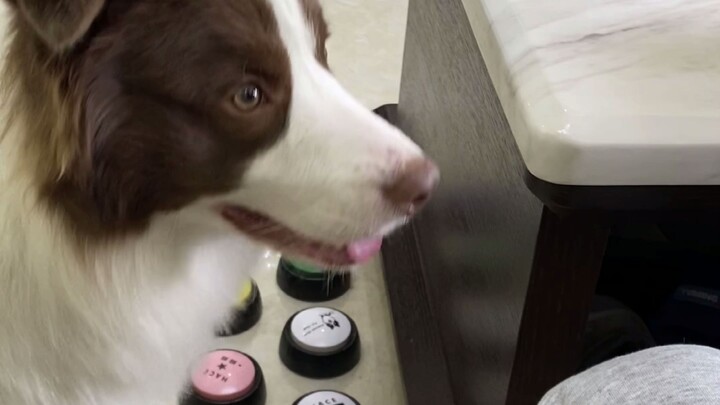 เจ้าปลาตัวน้อยไม่ได้แค่พูดได้ ยังขี้อ้อนด้วย (มีเรื่องก็บอกพ่อ ไม่มีเรื่องก็มาทำให้รำคาญ)